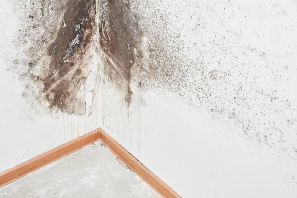 Why You Should Choose Our Mold Remediation Services in Baidland, PA